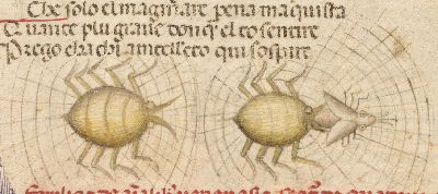 Two spiders weaving