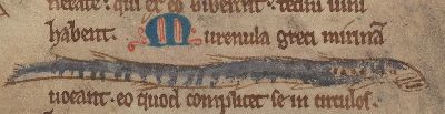 Lamprey with a sucking mouth