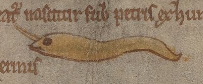 A worm born from mud
