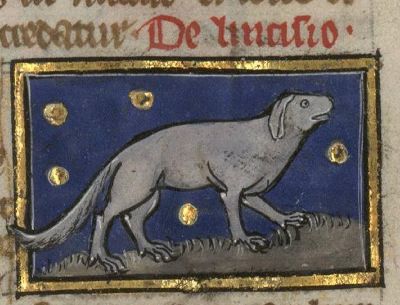 Offspring of a dog and a wolf