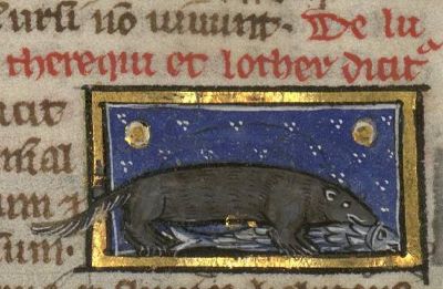Otter catching and eating a fish