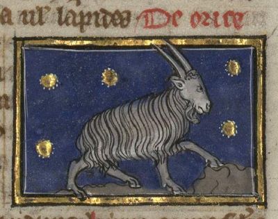 A goat-like oryx