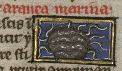 Sea-spider with stingers