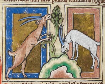 Two goats on a hill eating a tree