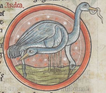 Heron eating an eel
