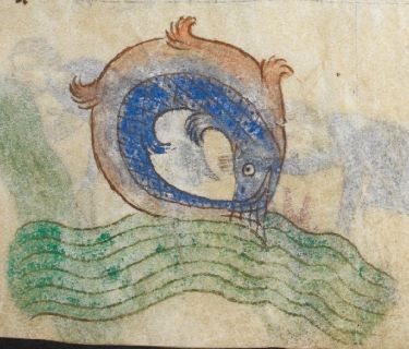 A leaping salmon