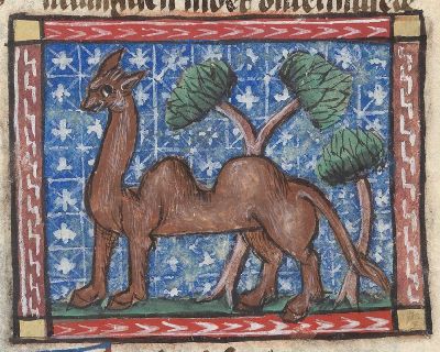 Two humped camel