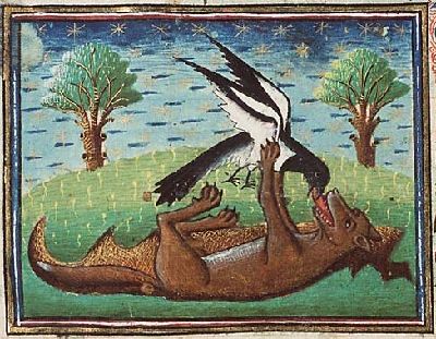 Fox luring bird
