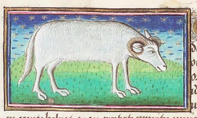 Wether with horns
